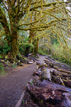 Quinault Rainforest in Olympic National Park