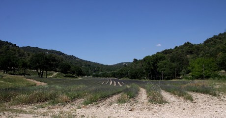 Fototapeta na wymiar champs de lavande en Provence