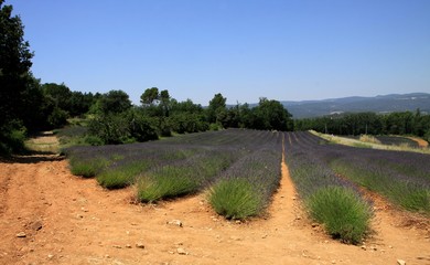 Fototapeta na wymiar champs de lavande en Provence