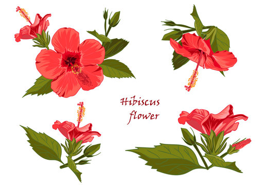 Set red hibiscus flower with leaves in realistic hand-drawn style