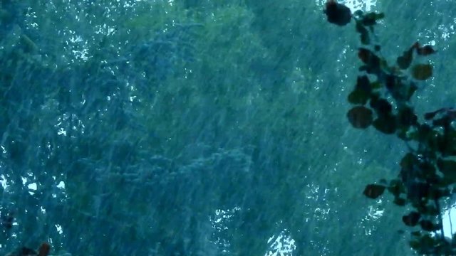 Starker Regen - Gewitter, Starkregen mit B&auml;ume