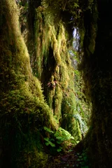 Papier Peint photo autocollant Parc naturel Quinault Rainforest in Olympic National Park