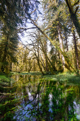 Quinault Rainforest in Olympic National Park