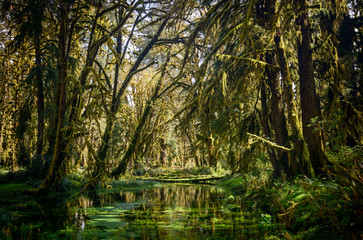 Quinault Rainforest in Olympic National Park
