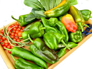 A tray of vegetables freshly cut from a kitchen garden