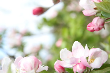 spring shoot of pink flower of apple tree