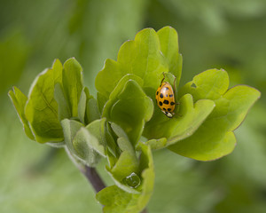 Ladybird