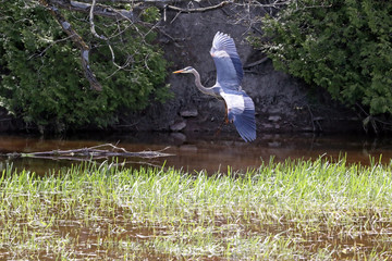 Great Blue Heron