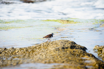cute birds Little Stint on nature background