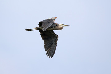 Obraz premium Great Blue Heron