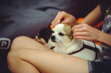 Dog doing ear massage