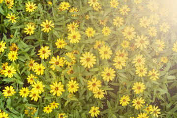 Yellow flower garden background with vintage warm light filter effect