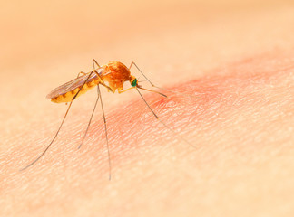 Sucking mosquito, dangerous vehicle of zika, dengue, chikungunya, malaria and other infections.