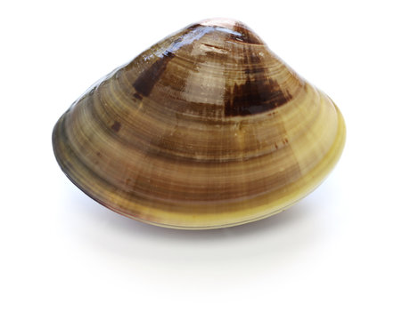 hamaguri, honhama, japanese clam, common orient clam,meretrix lusoria isolated on white background
