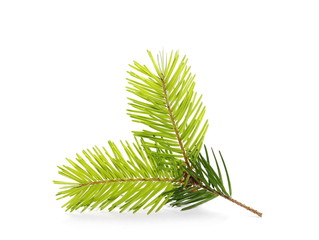 pine branch isolated on white background