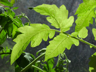 Green leaves against the backdrop of crowds.