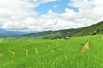 Fototapeta na wymiar Green terraced rice field at Pa Bong Piang village