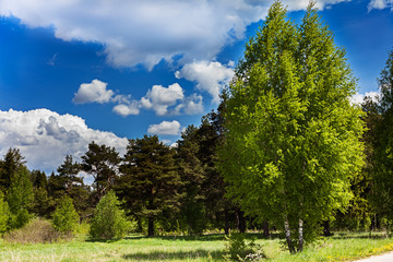 Obraz premium Birches, pines and spruce