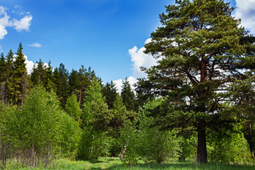 Fototapeta na wymiar High pine and spruce on a background of blue sky