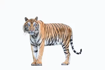 Fototapete Rund bengalischer Tiger isoliert © watchara