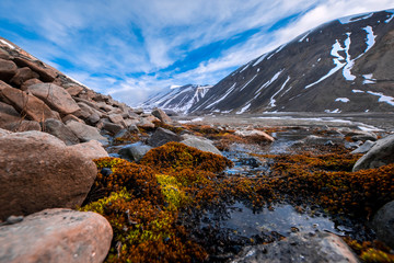 Naklejka na ściany i meble Wallpaper landscape nature of the mountains of Spitzbergen Longyearbyen Svalbard on a polar day with arctic flowers in the summer