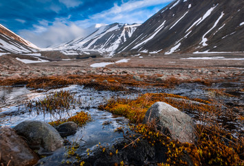 Plakat Wallpaper landscape nature of the mountains of Spitzbergen Longyearbyen Svalbard on a polar day with arctic flowers in the summer