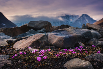 Wallpaper landscape nature of the mountains of Spitzbergen Longyearbyen Svalbard on a polar day with arctic flowers in the summer - obrazy, fototapety, plakaty