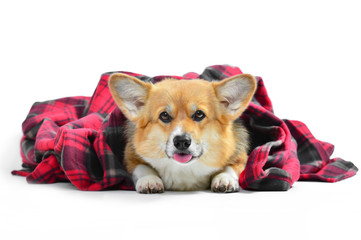 Tricolor puppy in a basket isolated on a white background