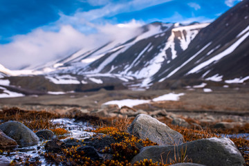 Fototapeta na wymiar Wallpaper landscape nature of the mountains of Spitzbergen Longyearbyen Svalbard on a polar day with arctic flowers in the summer
