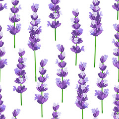 Bezszwowy wzór Provence fiołkowa lawenda kwitnie na białym tle. Ilustracji wektorowych. - 161883000
