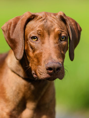 Rhodesian Ridgeback standing in grass