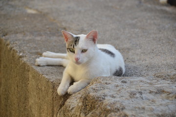 Eine hübsche Katze