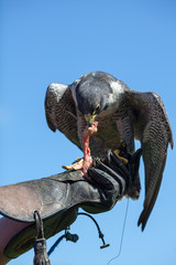 Falconry. Peregrine falcon feeding on a falconers gloved hand.