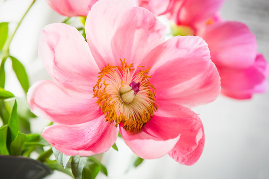Pink Poppy Flower