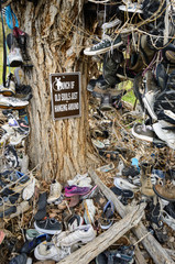 Old Shoe Tree