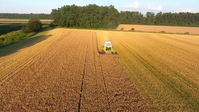 Front aerial view combine harvesting field 4K