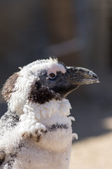 Scruffy penguin moulting feathers. Close up profile with copy space.