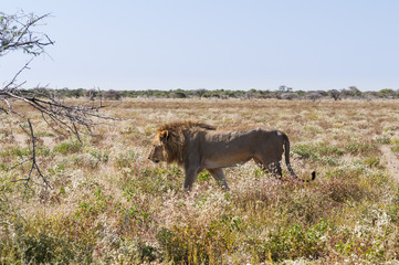 Lion / Lion walks through the savannah in Etosha National Park.