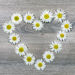 Flowers of heart-shaped daisies