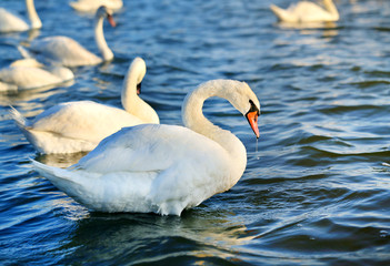 Photo of wonderful swans