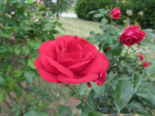 Red rose flowers with water droplets in spring