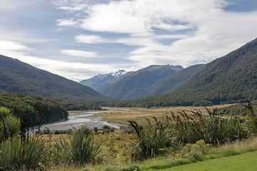 New Zealand flax in a valley 