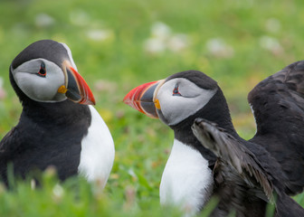 Pair of puffins, Fratercula arctica, greeting each other