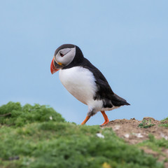 Single puffin, Fratercula arctica, walking on the grass rather like a little monk on Skomer Island
