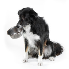 Black tricolor border collie with bowl on white background