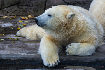 Polar bear