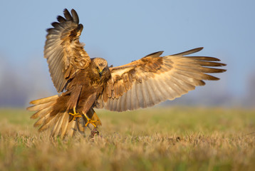 Western Marsh Harrier attacks in fast flight with spreaded talons, tail and wings 