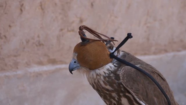 Falcon in hood leaning against wind slow motion