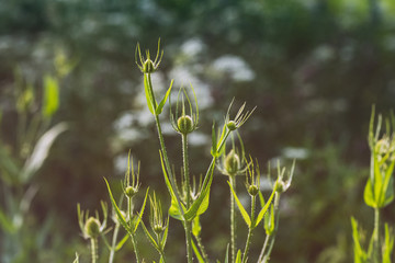 Teasel flower (Dispacus fullosum) backlit with warm summer sunlight