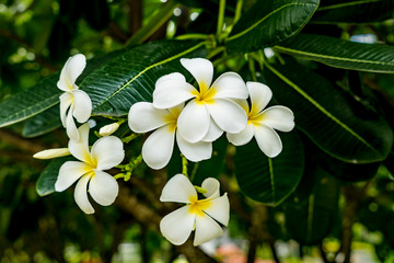 Obraz premium Plumeria flower on blurred leaves background
